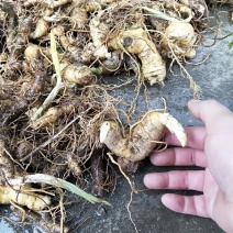 黄精苗种苗