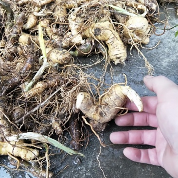 黄精苗种苗