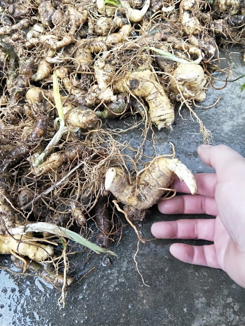 黄精苗种苗