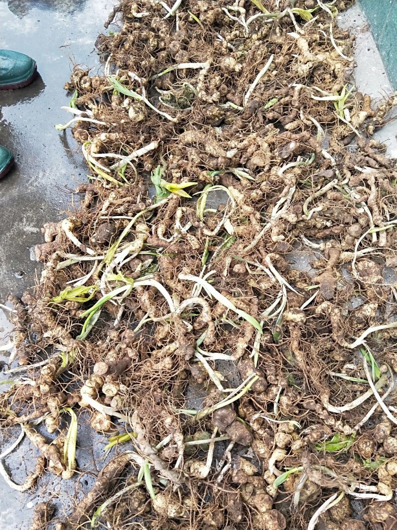 黄精苗种苗