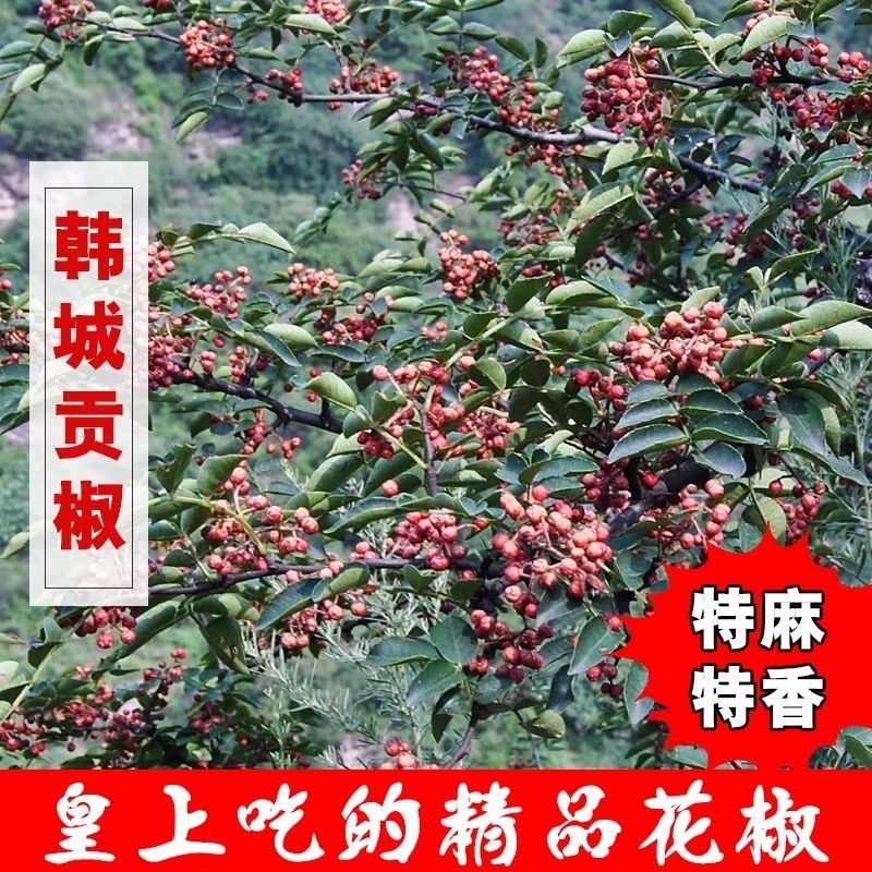 正宗韩城大红袍，干花椒，黄土高坡特产