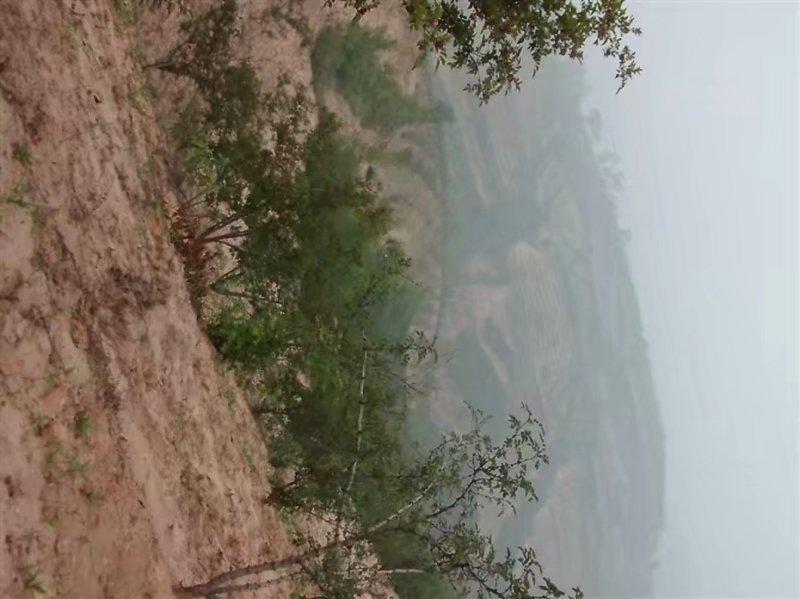 正宗韩城大红袍，干花椒，黄土高坡特产