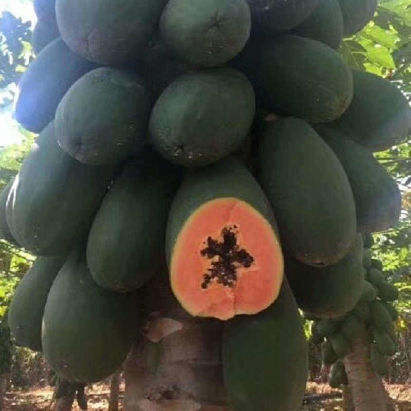 木瓜