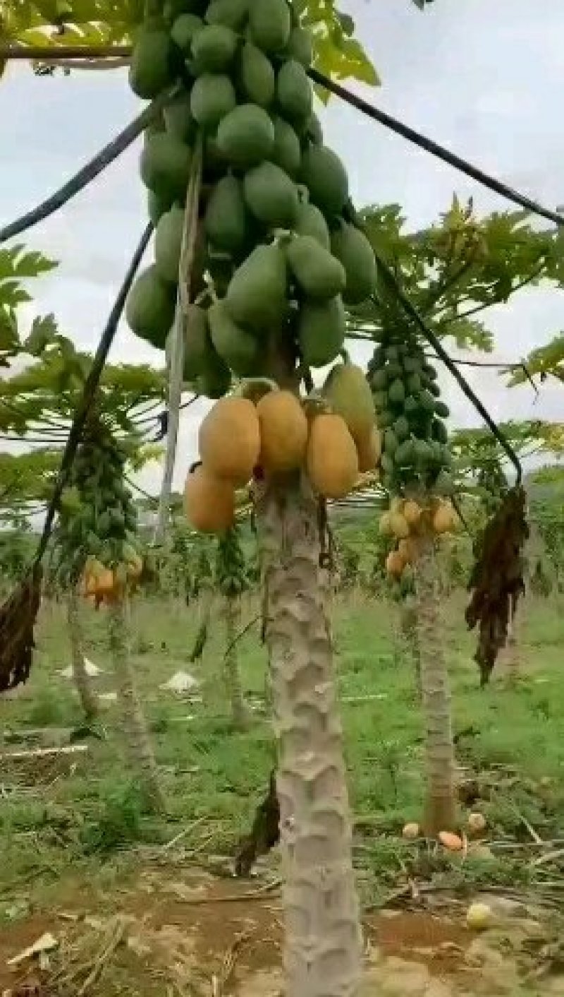 木瓜