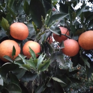 血橙