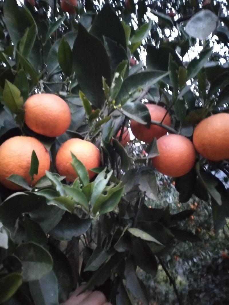 血橙