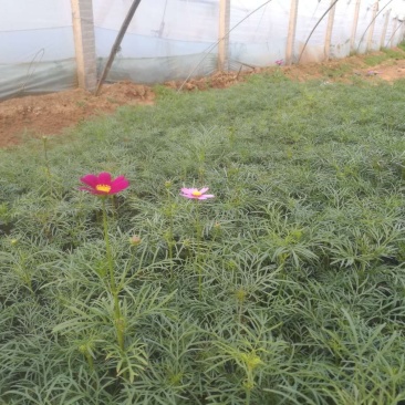 波斯菊（格桑花）