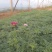 波斯菊（格桑花）