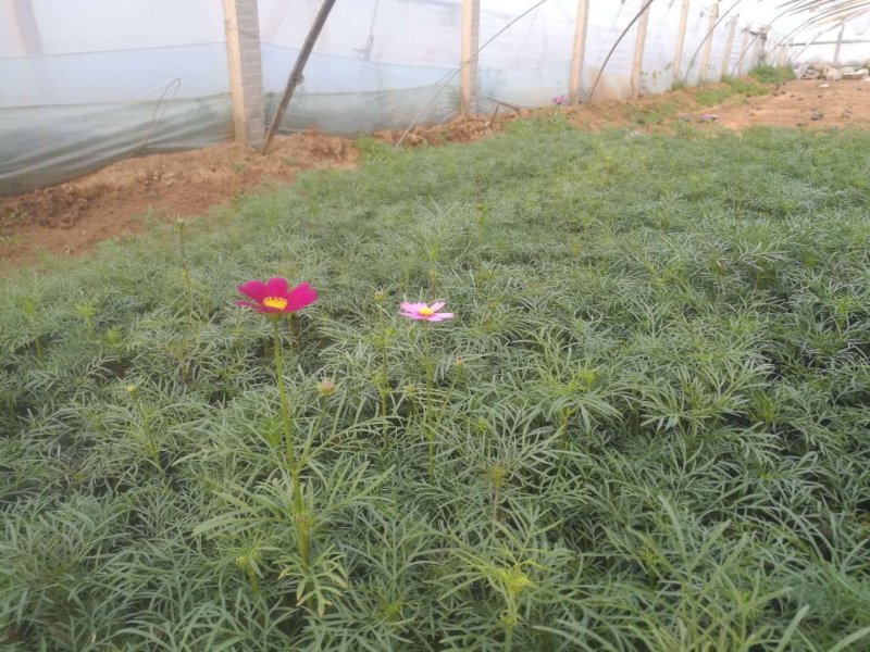波斯菊（格桑花）