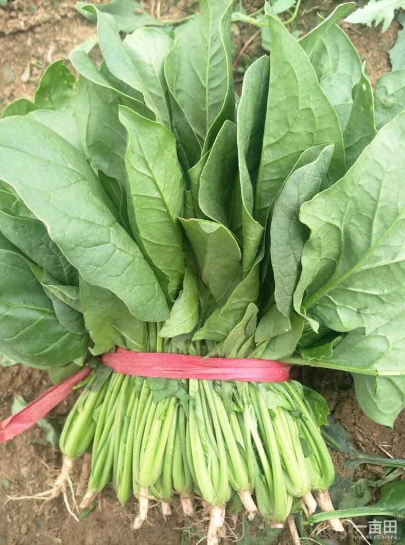 辽宁菠菜精品大叶菠菜基地直供25-30cm价格便宜