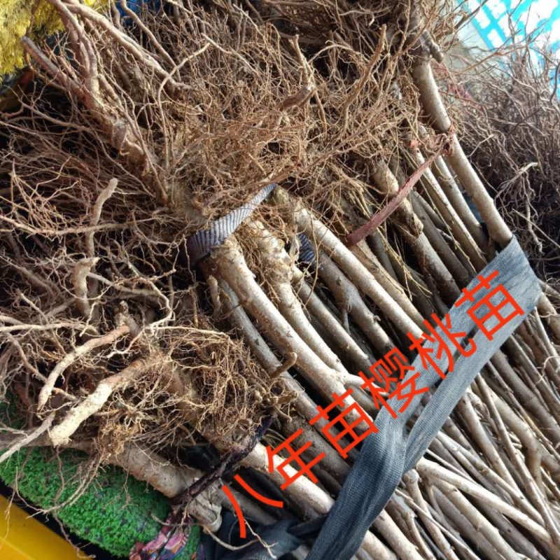 樱桃苗嫁接黄蜜大樱桃苗南方种植北方种植盆栽