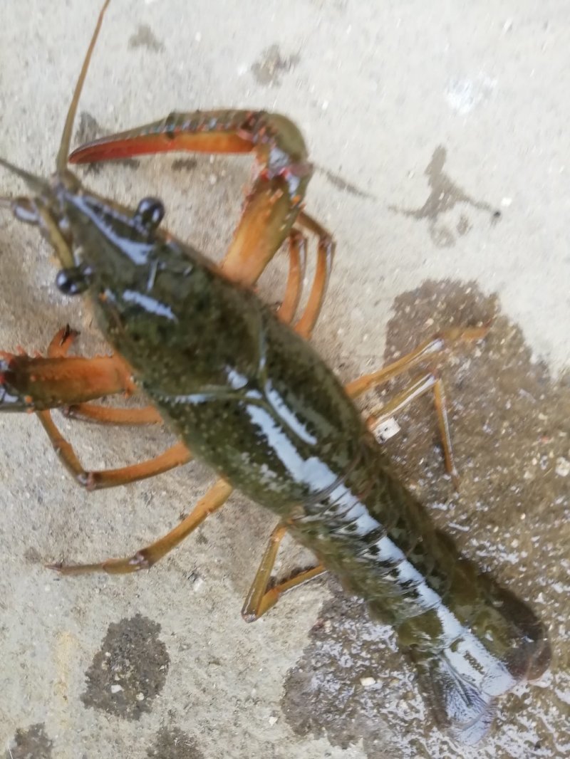 小青龙16~20只/kg