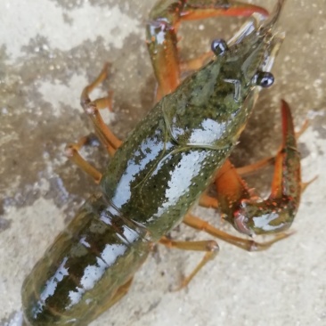 小青龙16~20只/kg