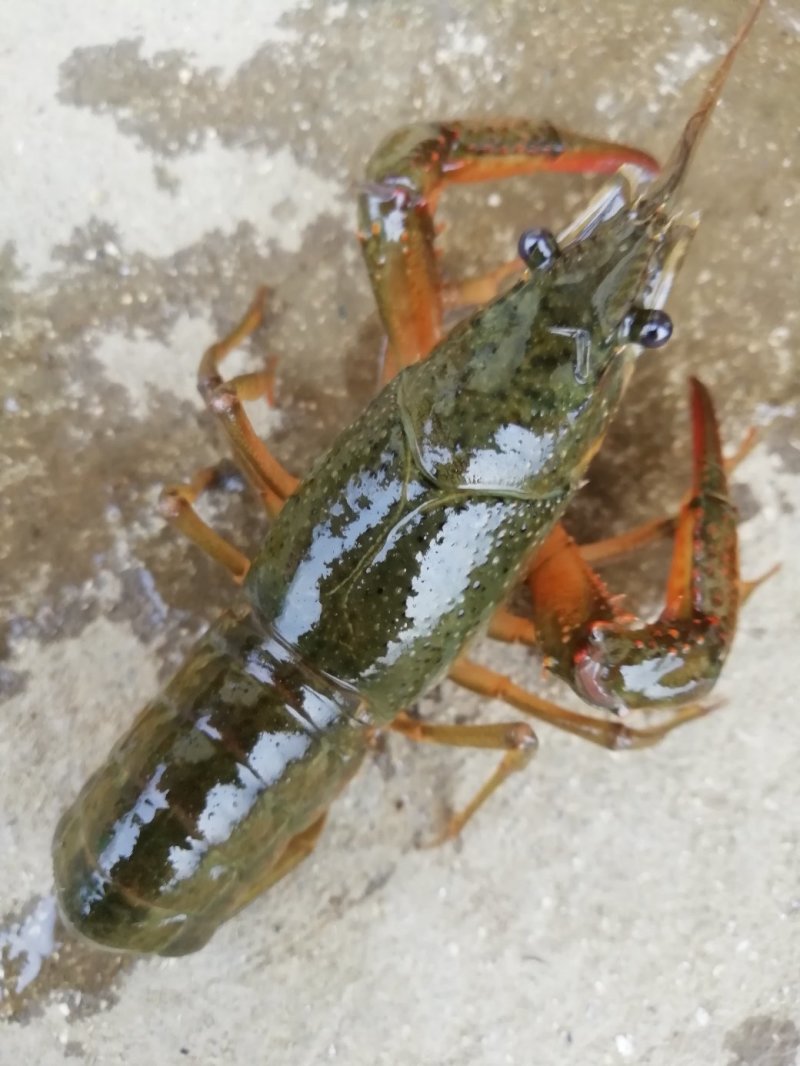 小青龙16~20只/kg