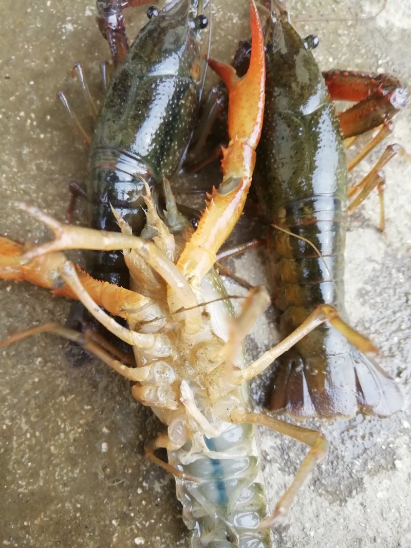 小青龙16~20只/kg