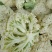 白面青梗松花/山东松花菜/产地货源/供应电商，市场团购