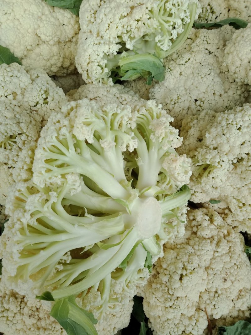 白面青梗松花/山东松花菜/产地货源/供应电商，市场团购