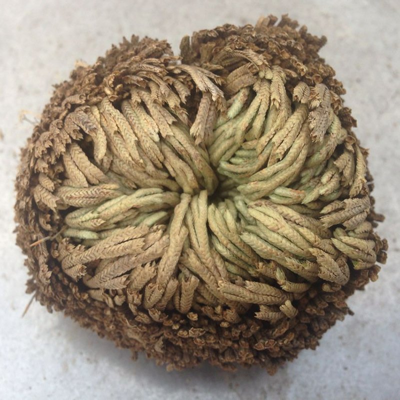 卷柏九死还魂草可种植可做盆景批发零售