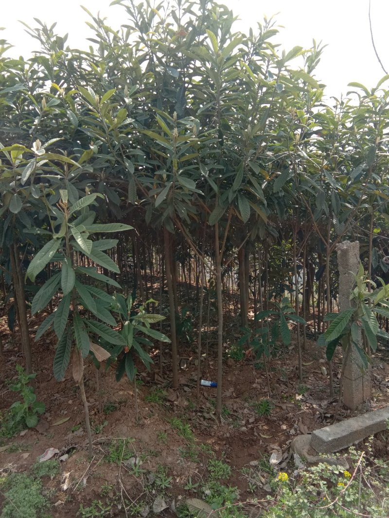 枇杷树