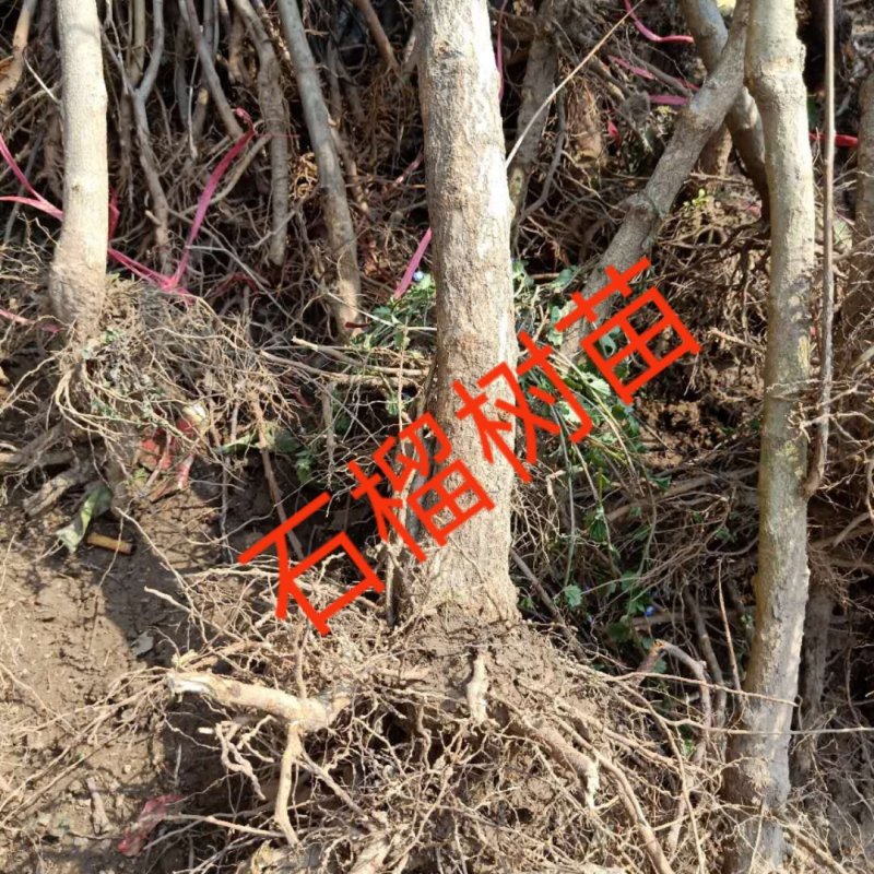 盆栽石榴树苗新品种--蒙阳红石榴苗，果实特大汁多味甜
