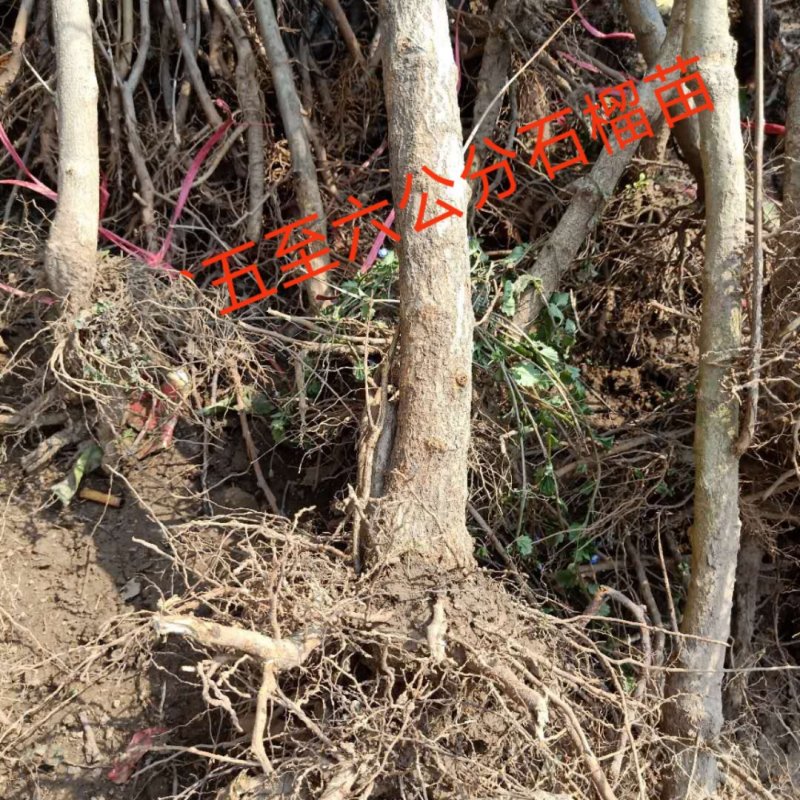 盆栽石榴树苗新品种--蒙阳红石榴苗，果实特大汁多味甜