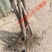 盆栽石榴树苗新品种--蒙阳红石榴苗，果实特大汁多味甜