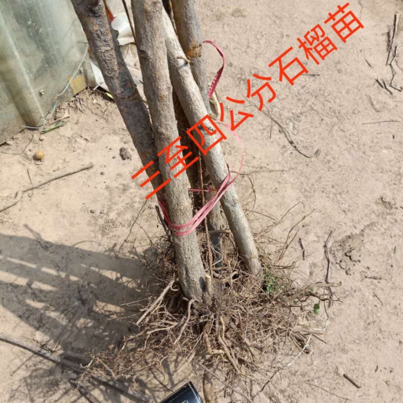 盆栽石榴树苗新品种--蒙阳红石榴苗，果实特大汁多味甜