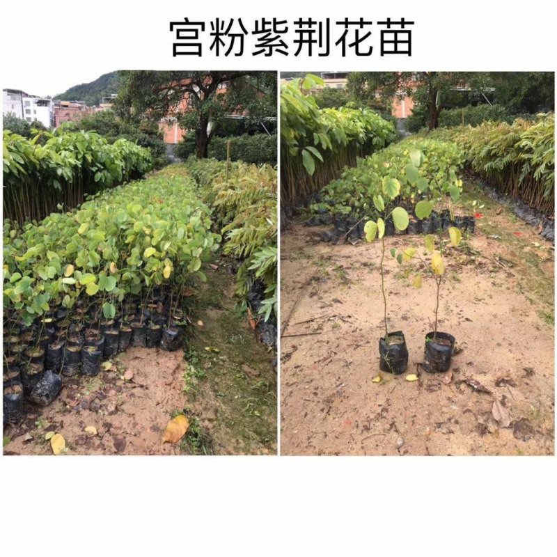 开花品种乔木供应宫粉紫荆
