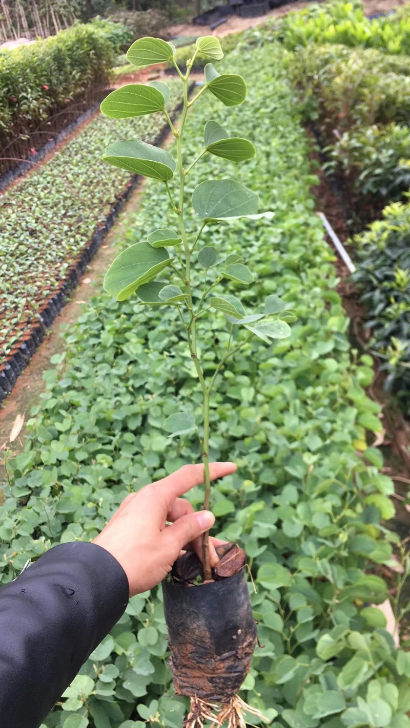 开花品种乔木供应宫粉紫荆
