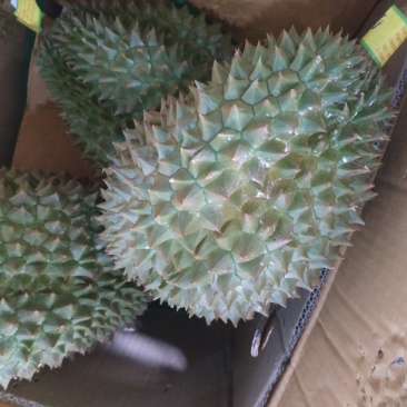 泰国榴莲，金枕，青尼，托曼尼