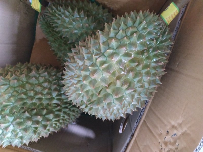泰国榴莲，金枕，青尼，托曼尼