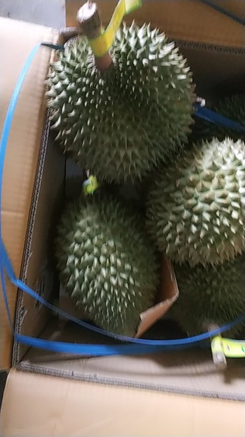 泰国榴莲，金枕，青尼，托曼尼