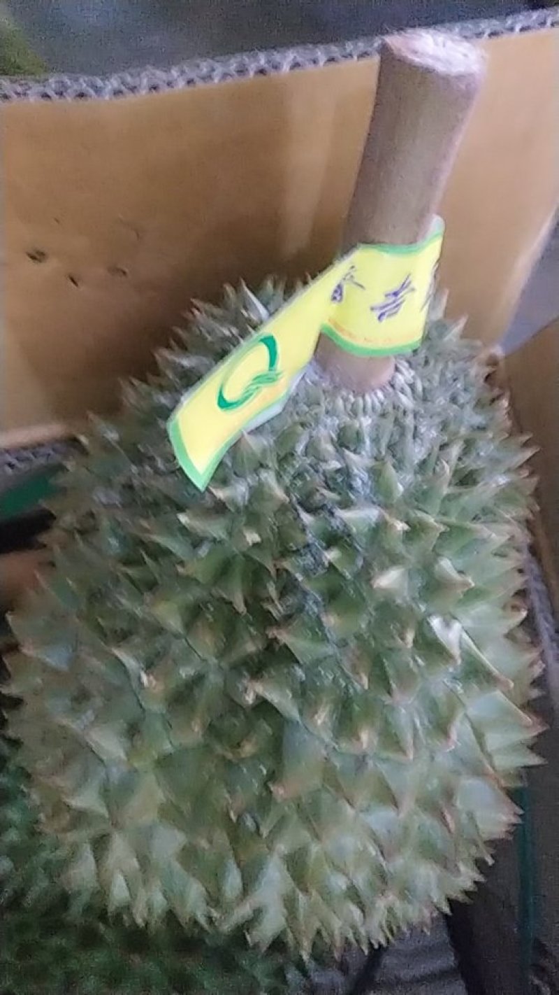 泰国榴莲，金枕，青尼，托曼尼