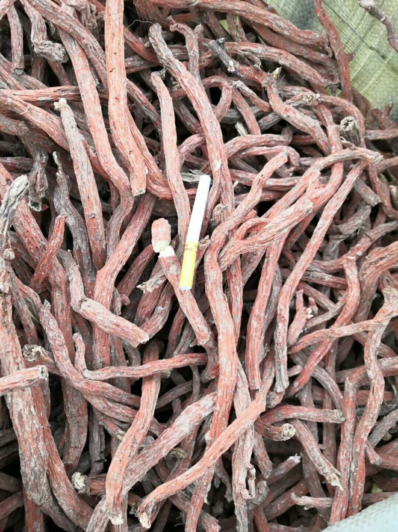 大量出售各种规格丹参，红皮白茬
