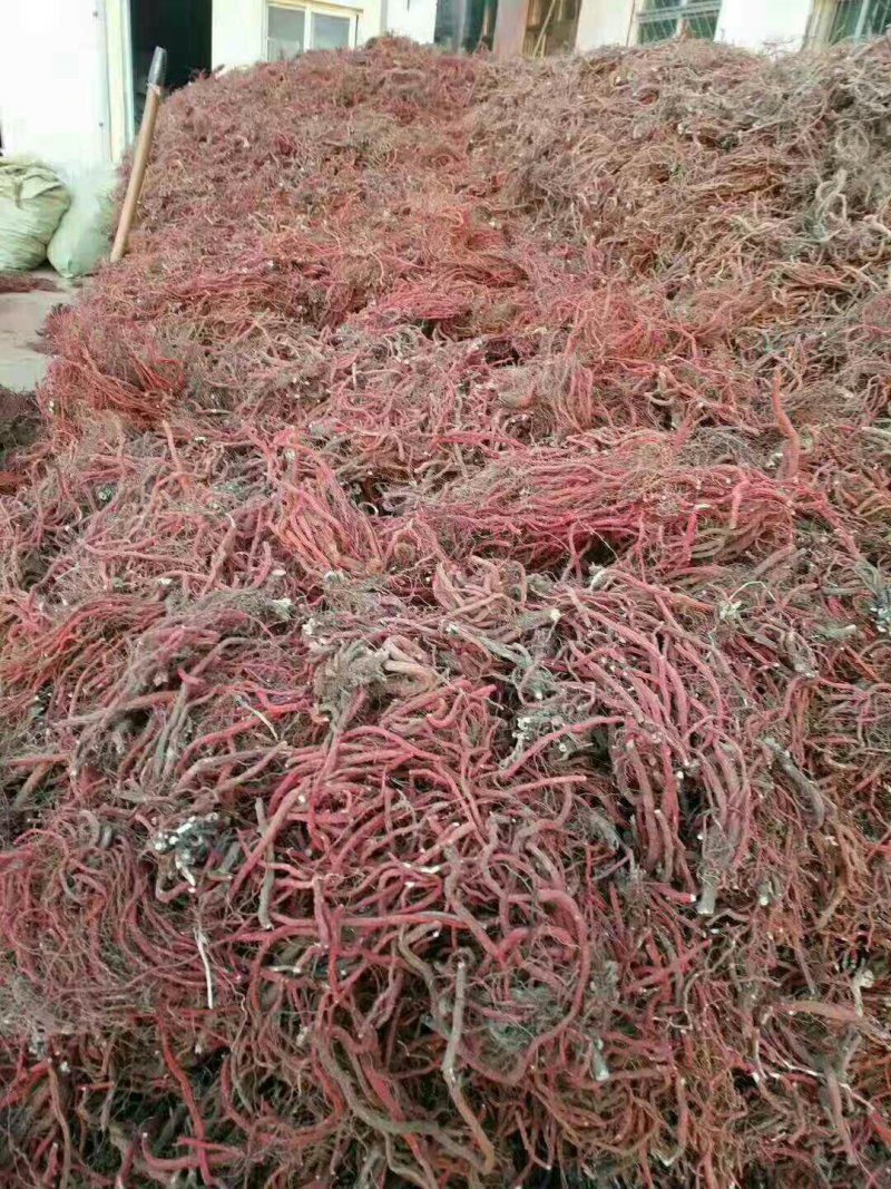 大量出售各种规格丹参，红皮白茬