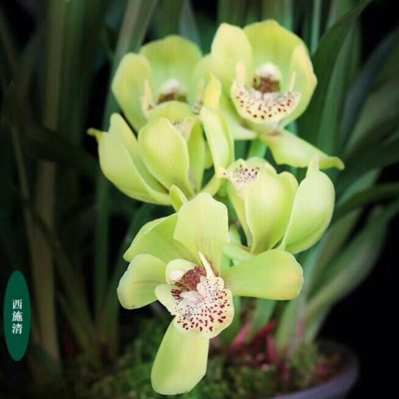 【兰花盆栽】浓香型兰花苗墨兰蕙兰盆栽绿植室内花卉四季常青