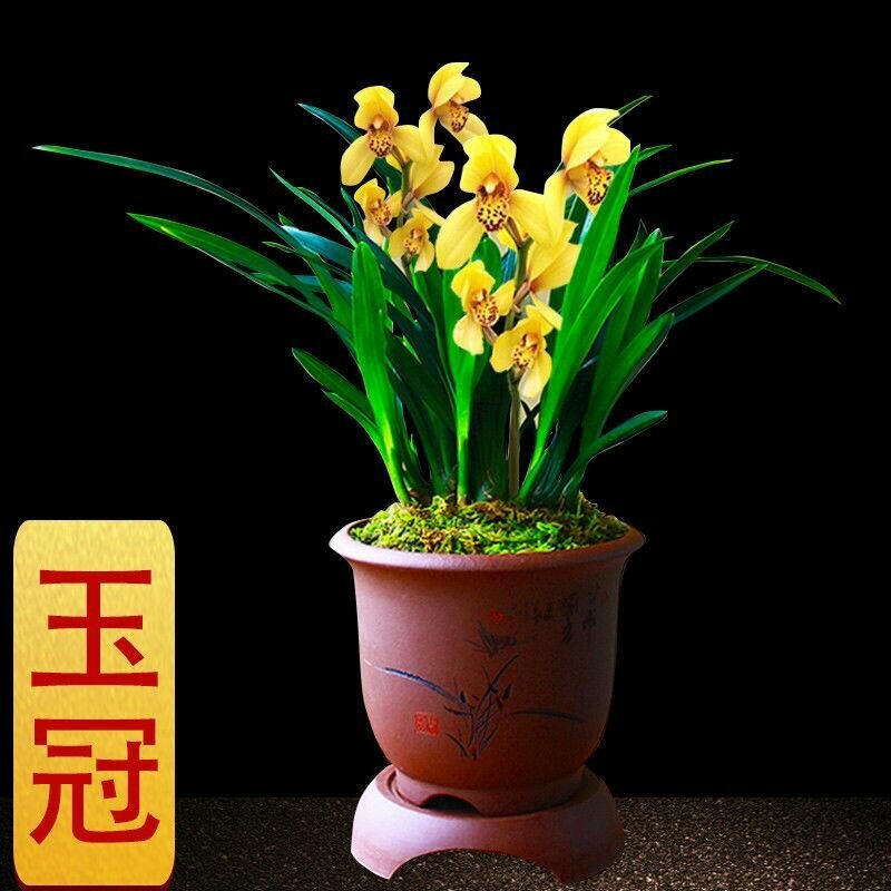 【兰花盆栽】浓香型兰花苗墨兰蕙兰盆栽绿植室内花卉四季常青