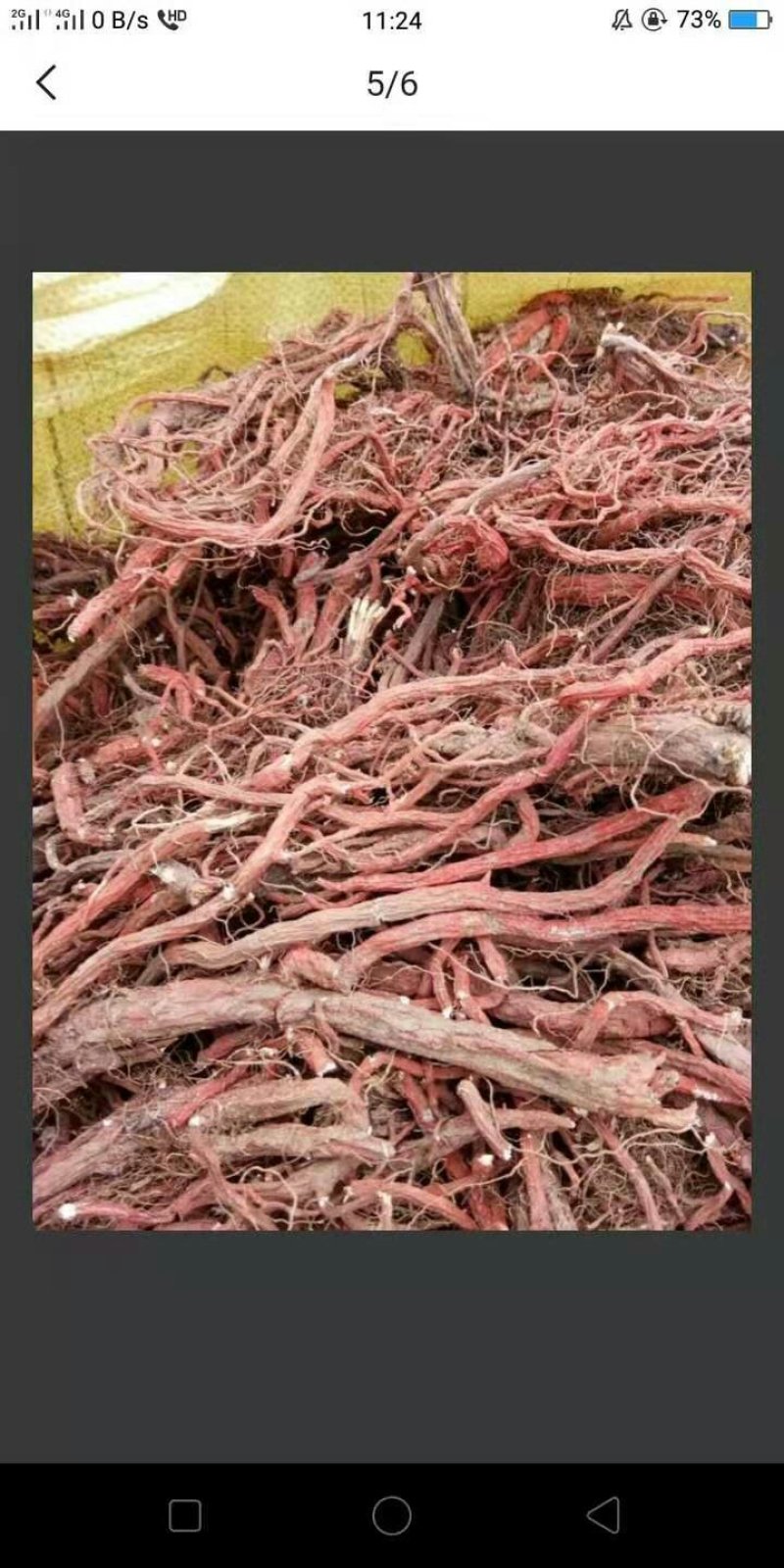大量出售各种规格丹参，红皮白茬