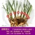 【兰花盆栽】浓香型兰花苗墨兰蕙兰盆栽绿植室内花卉四季常青