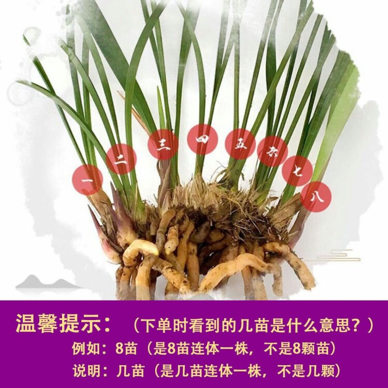 【兰花盆栽】浓香型兰花苗墨兰蕙兰盆栽绿植室内花卉四季常青