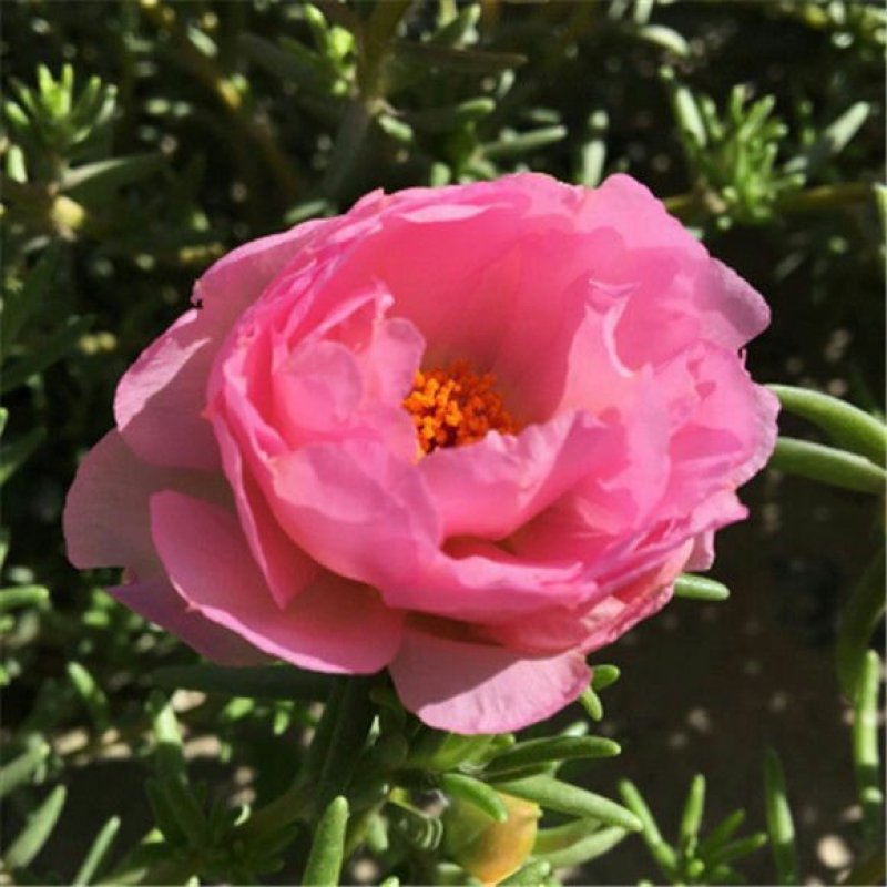 【兰花盆栽】浓香型兰花苗墨兰蕙兰盆栽绿植室内花卉四季常青