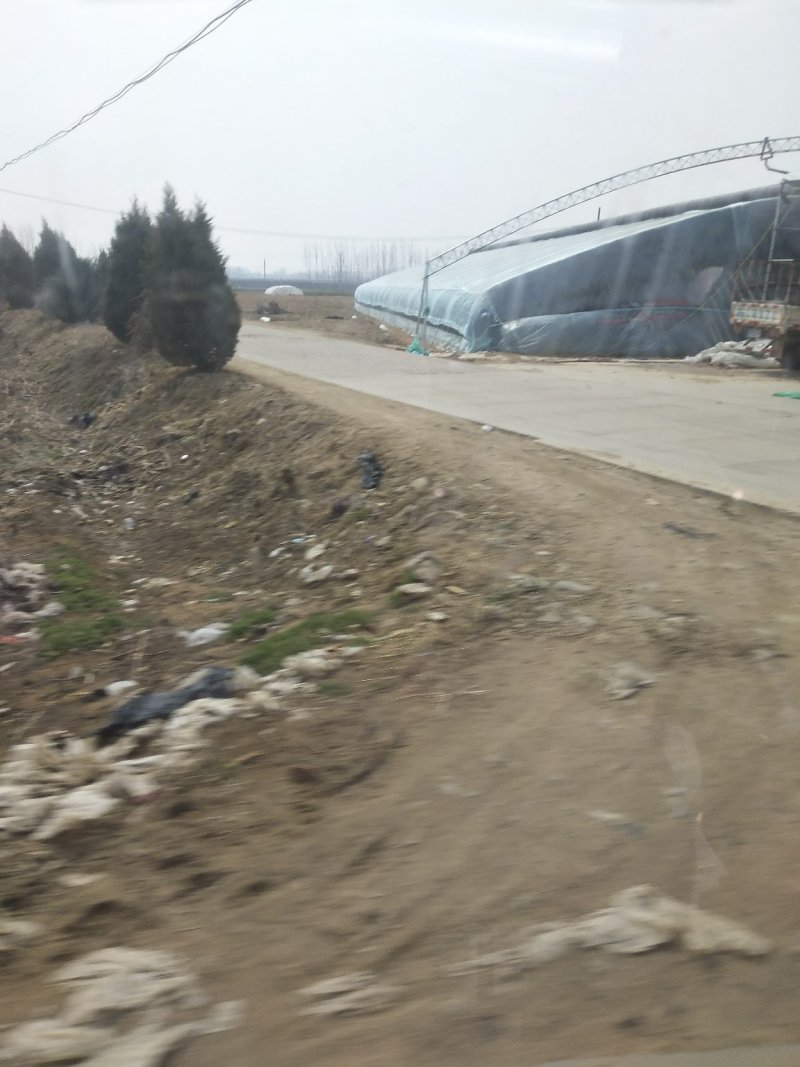 大棚油桃中油4号5号，126,曙光，套袋，不套袋，