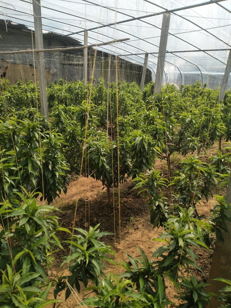 大棚油桃中油4号5号，126,曙光，套袋，不套袋，