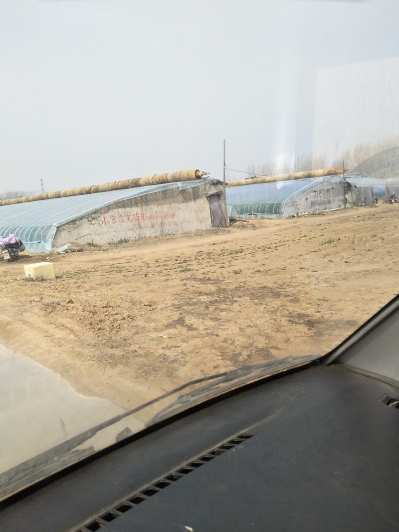 大棚油桃中油4号5号，126,曙光，套袋，不套袋，