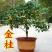(当年开花)桂花苗桂花树苗月月桂红金桂四季桂盆栽花卉庭院