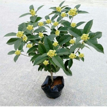 (当年开花)桂花苗桂花树苗月月桂红金桂四季桂盆栽花卉庭院