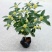 (当年开花)桂花苗桂花树苗月月桂红金桂四季桂盆栽花卉庭院