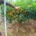 (当年开花)桂花苗桂花树苗月月桂红金桂四季桂盆栽花卉庭院