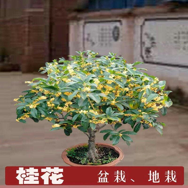 (当年开花)桂花苗桂花树苗月月桂红金桂四季桂盆栽花卉庭院
