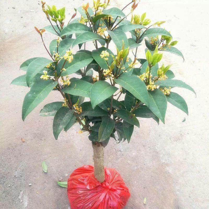 (当年开花)桂花苗桂花树苗月月桂红金桂四季桂盆栽花卉庭院